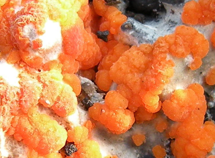 Su bruciato (cfr. Pyronema sp.)